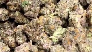 The best indica strain