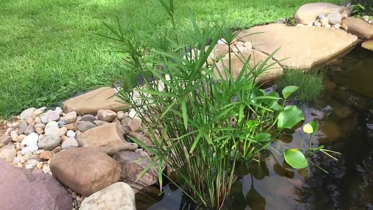 Dwarf Umbrella Palm 