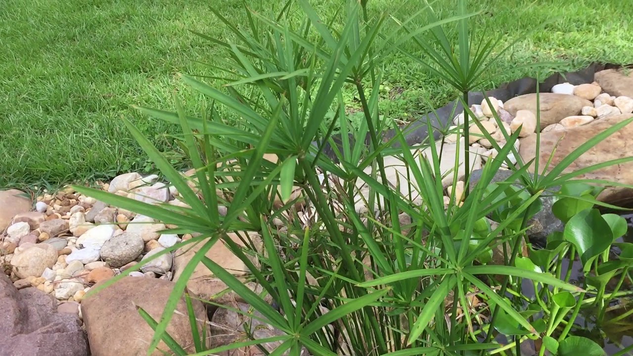 Dwarf Umbrella Palm 