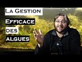 Comment se dbarrasser des algues dans un aquariumla gestion de lcosystme facile  comprendre