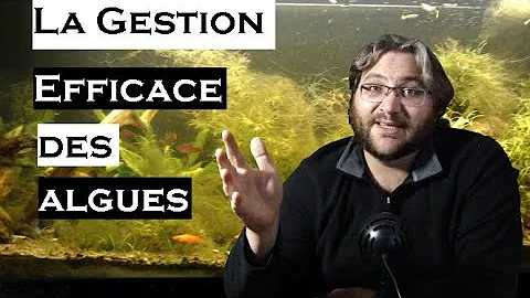 Comment se débarrasser des algues brunes dans un aquarium ?