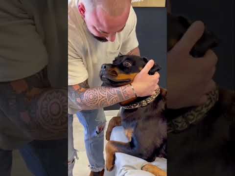 فيديو: كيفية رفع الكلب