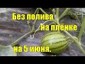 Арбузы , кабачки и тыквы. Без полива на плёнке на 5 июня.