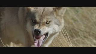 Wolf Totem International Türkçe Fragman 2015 HD