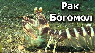 Рыбалка на Морских Раков. Рак Богомол. Отличный Улов. Рыбалка на Морских Раков. Рак Богомол. Отличный Улов.