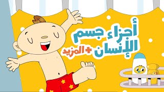 أجزاء جسم الإنسان + المزيد باللغة العربية مع آدم ومشمش / Body Parts + More in Arabic