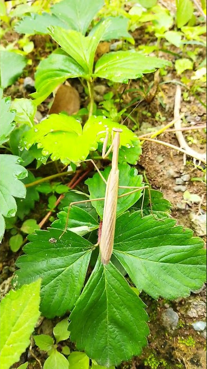 Belalang sembah  #prayingmantis #belalang #shorts