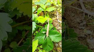 Belalang sembah  #prayingmantis #belalang #shorts