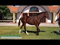 01 GRINGO DE MONACO HARAS DON FLORENTINO