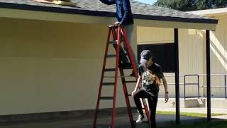Bee rescue at Robinson Elementary, Fresno, Calif.