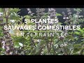 5 plantes sauvages comestibles en terrain sec