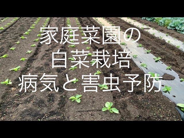 家庭菜園の白菜栽培 病気と害虫予防 Youtube