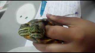 Промывание глаз красноухой черепахе
