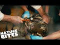 Vet Uses a HAMMER to Remove Bone From Tiger's Mouth | FOTA: Into the Wild | Nature Bites