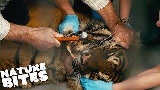 Can Vets Cure Tiger - With a Hammer?! | Nature Bites