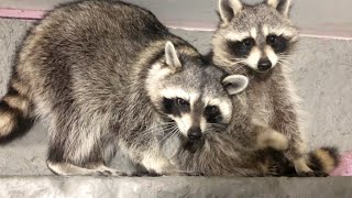 My Two Pet Raccoons Move in Together for the First Time! Raccoon Real estate