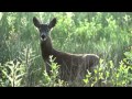 Calling in Roe Deer