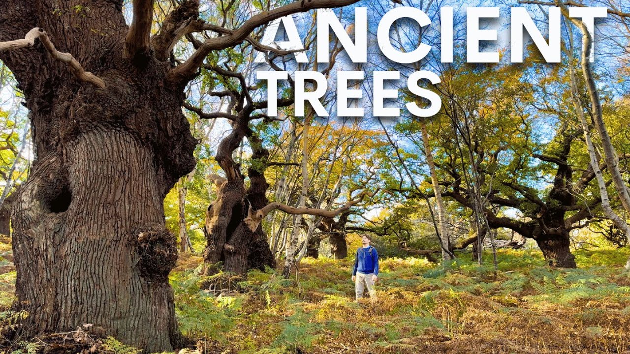 В этом лесу растет более 4000 гигантских дубов — вот почему