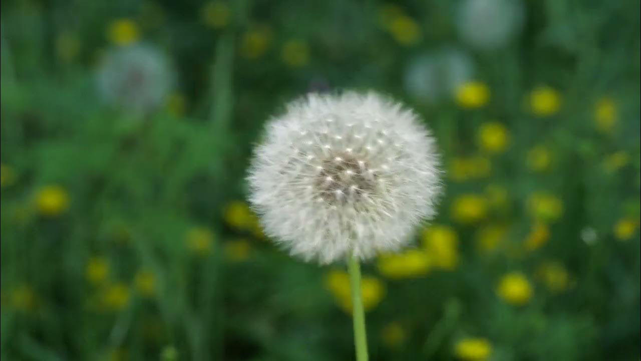 DandelionDandelion flower to clock blowing away time lapse Plant That