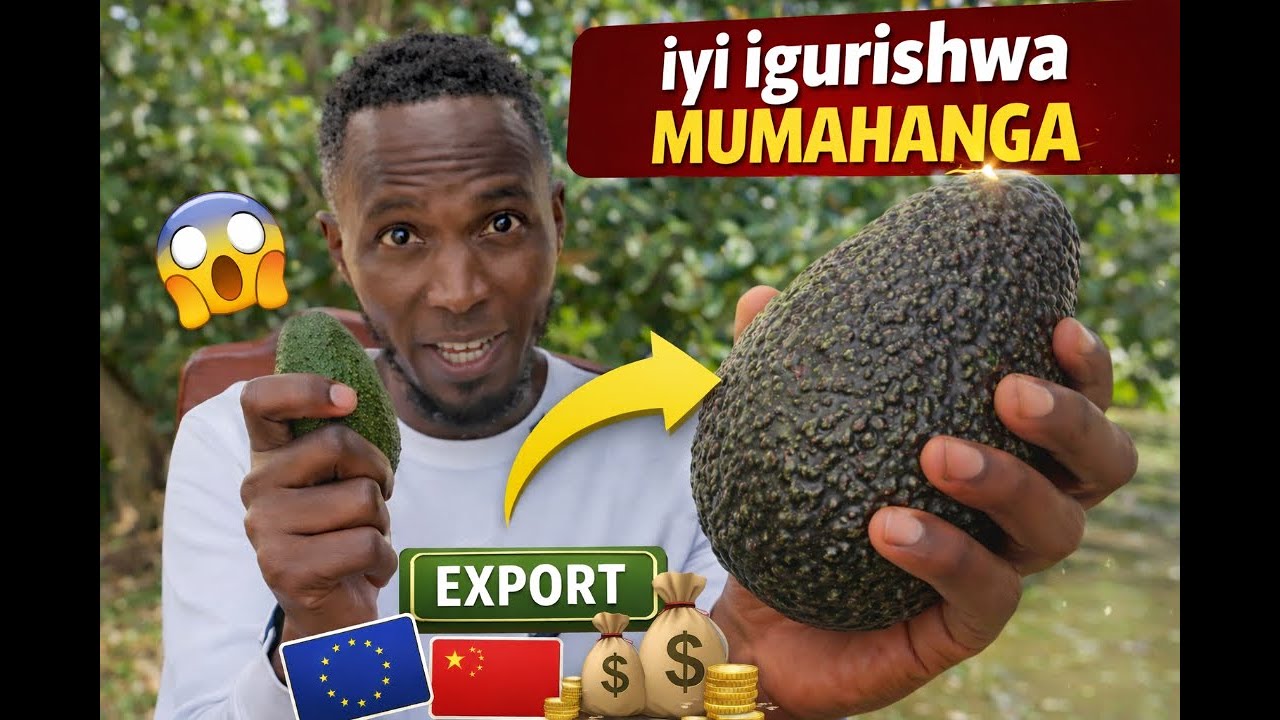 Izi Tekinike Zatumye Avoka za Hass Zanjye Ziba NINI | Kuburyo Zakoherezwa mu Mahanga 😱💰