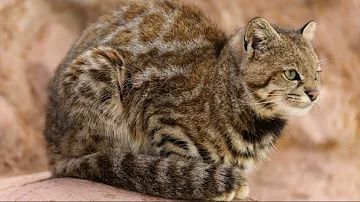 Андская кошка|Andean cat