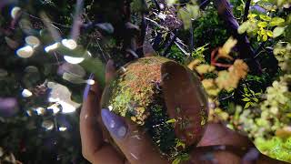 Claire Tolan: CICADA GAMES—ASMR Audio Play (2021-2023) screenshot 3