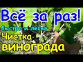 🍇 Прищипывание, обломка, пасынкование ВИНОГРАДА. Чистка/прореживание и подвязка виноградного куста.