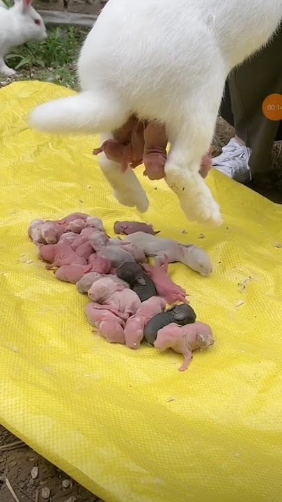 Baby rabbit 🐰🐰 #rabbit #shorts #bunny #short
