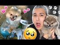 MEET MY NEW PUPPY! (Emotional)