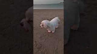 Beach day with Dad 🖤 ... #dogdad #puppy #dubai #pets #maltese #uae #puppylove