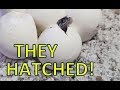 Baby Bullsnakes Hatching! Results of Vermiculite vs Perlite