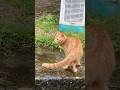 #cat 🐈 #song
