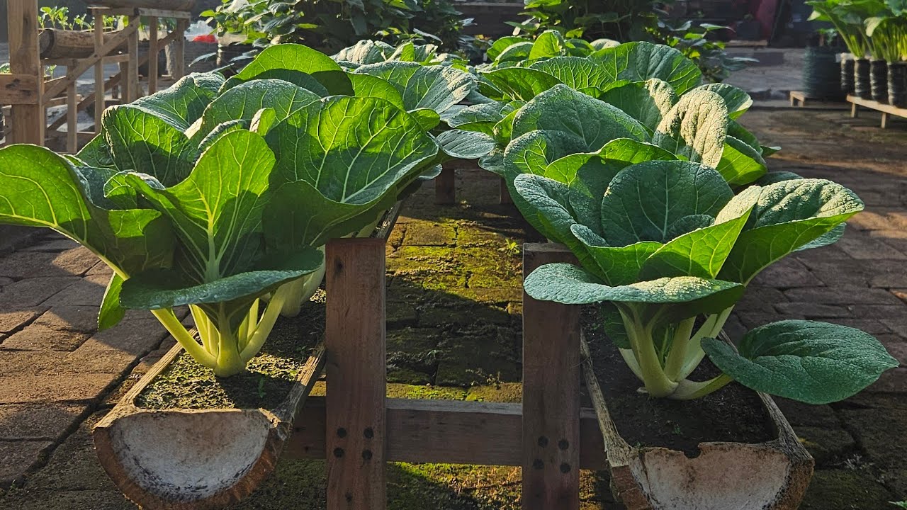 уникальный способ посадки белой капусты бок-чой в бамбуковом горшке