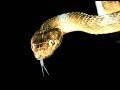 Snake Bank strong room
