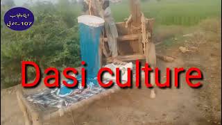 Dasi Culture