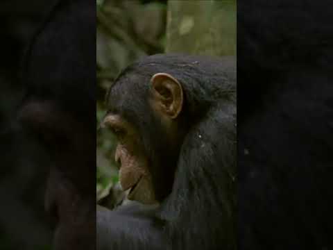 Ученые 900 часов слушали разговоры шимпанзе. Оказалось, у них развитый язык, не хуже, чем у людей.