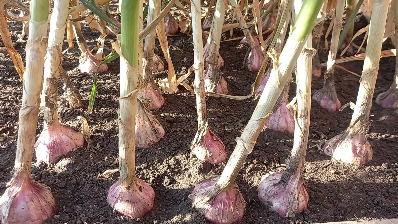 زراعة الثوم كيف تعرف علامات نضج رؤوس الثوم من ثلاث علامات فقط للحصول على تخذين بدون تلف الثوم