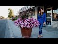 Update! Downtown Pots | 30 Planter Project 🌸🌸🌸 Update! Downtown Pots | 30 Planter Project 🌸🌸🌸