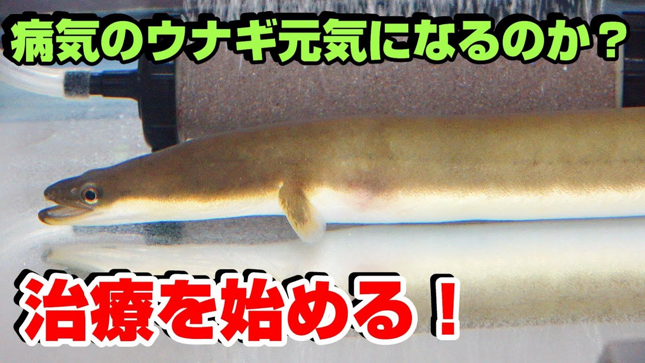 うなぎの病気は治るのか！？治療してみる！！頑張れ、うな六郎！ - YouTube