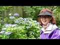 鈴木美津子ガーデン散歩VOL 10　ロックガーデンの山野草