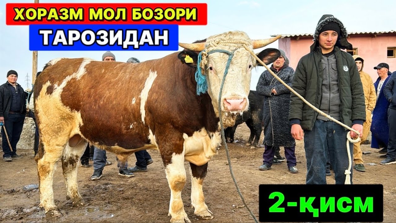 ХОРАЗМ МОЛ БОЗОРИ КАТТА ХЎКИЗЛАР ТАРОЗИДА  8-марта 2026 г.