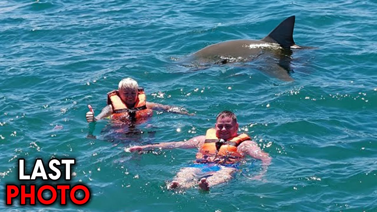 The 5 Most DUMB Shark Attacks Ever Recorded!