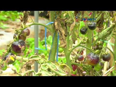 Video: Tomato Indigo Rose: deskripsi varietas, budidaya, ulasan