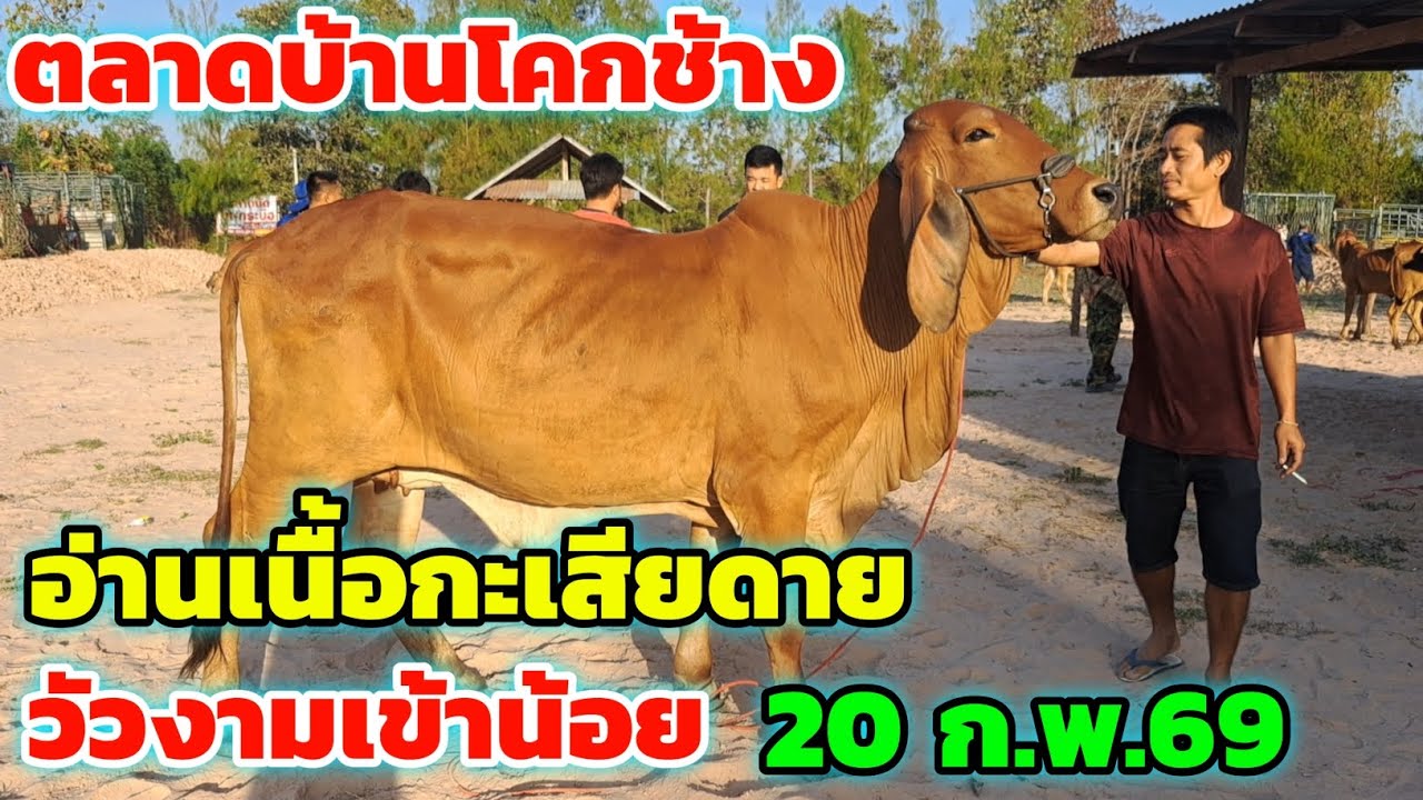 ราคาวัววันนี้‼️20 ก.พ.69 ตลาดนัดบ้านโคกช้าง วัวงามเข้าน้อย วัวเนื้อวัวขุนพอได้ นายฮ้อยหลายกว่าวัว
