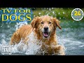 Soothing music for anxious dog 24 hours dog tv  cure separation anxiety of dogs with relax music