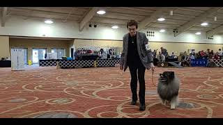 2021 Keeshond National Specialty  Best of Breed Part 1