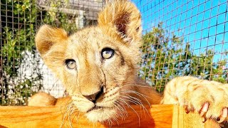 Rescued from torture, baby lion cub now gets the life he deserves at a sanctuary in South Africa 🦁