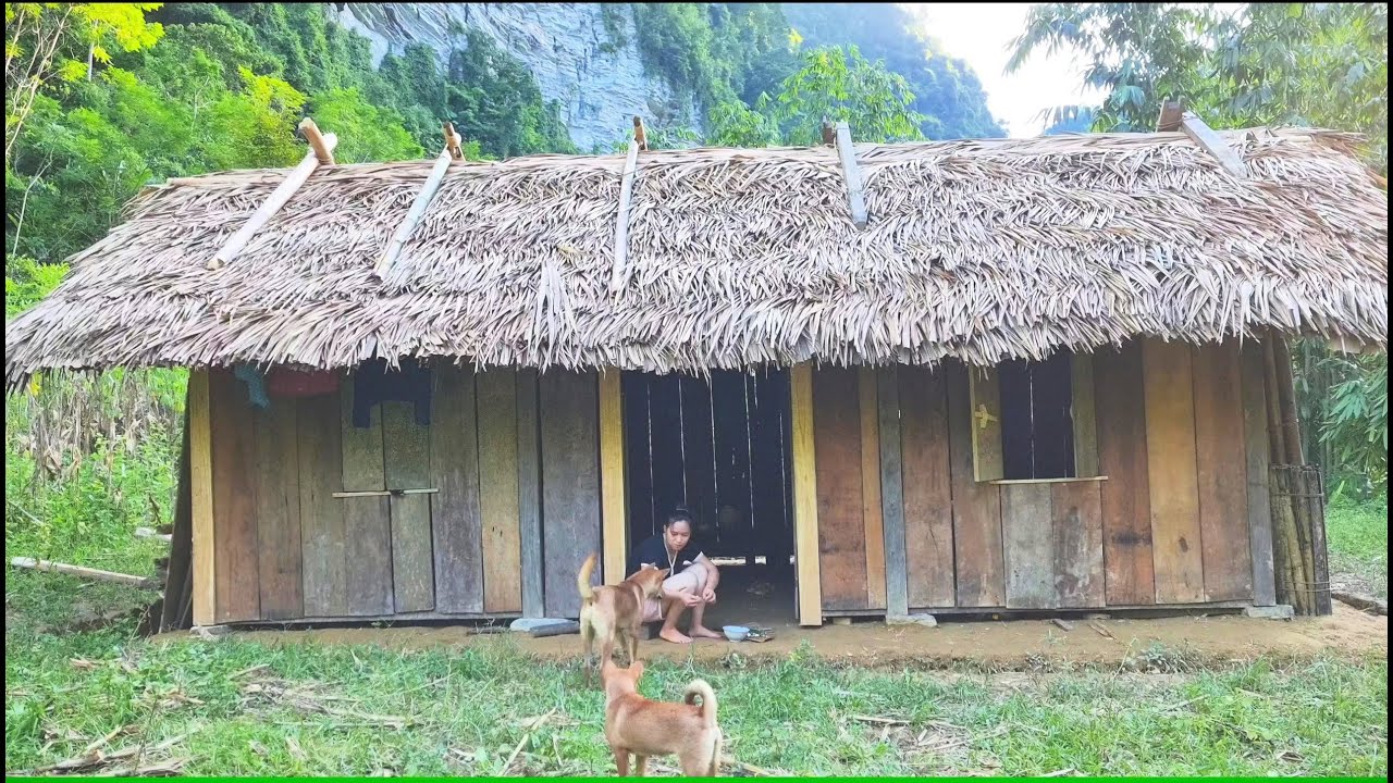 How to build house ly thi ca builds a life alone in the forest let