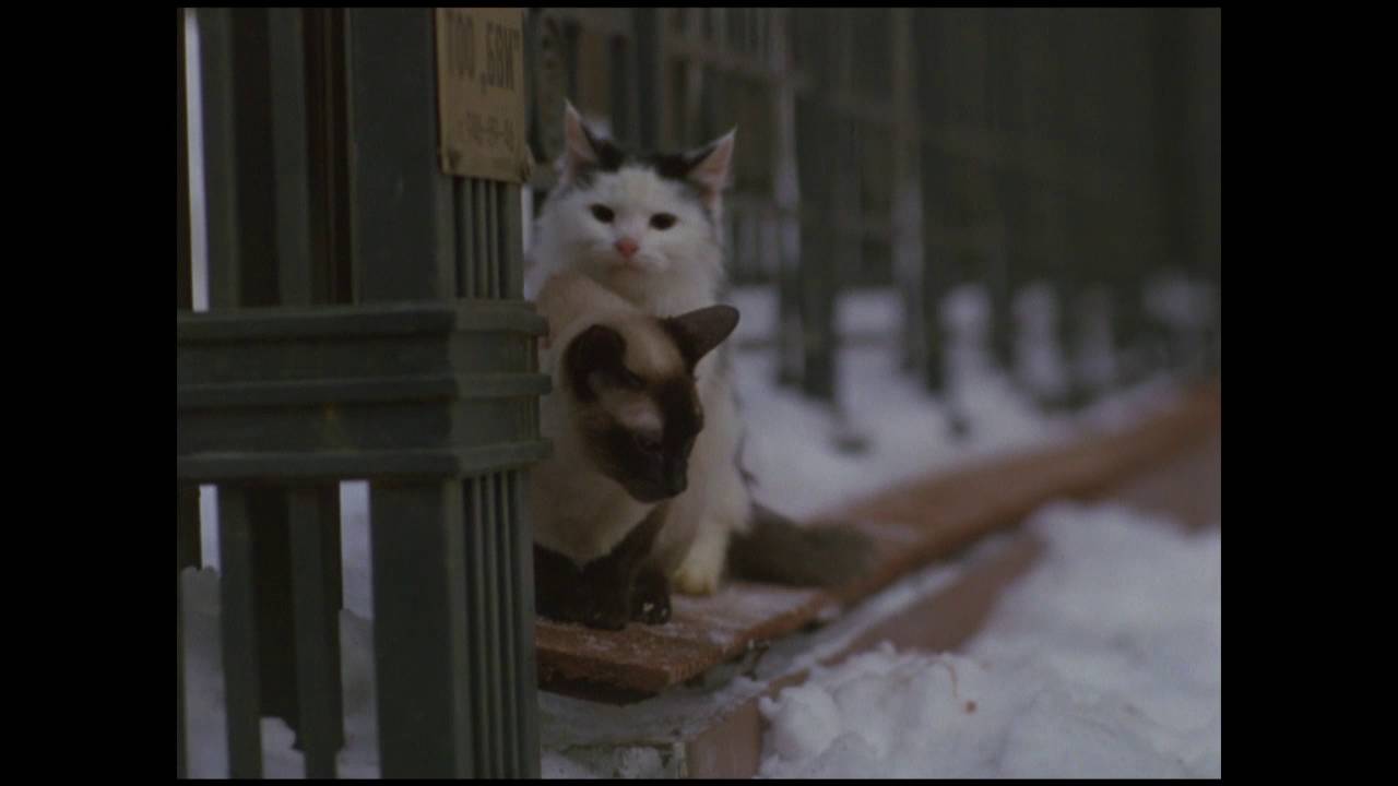ロシア生まれの猫映画の傑作 こねこ Dvd ブルーレイ 9月30日発売 Youtube