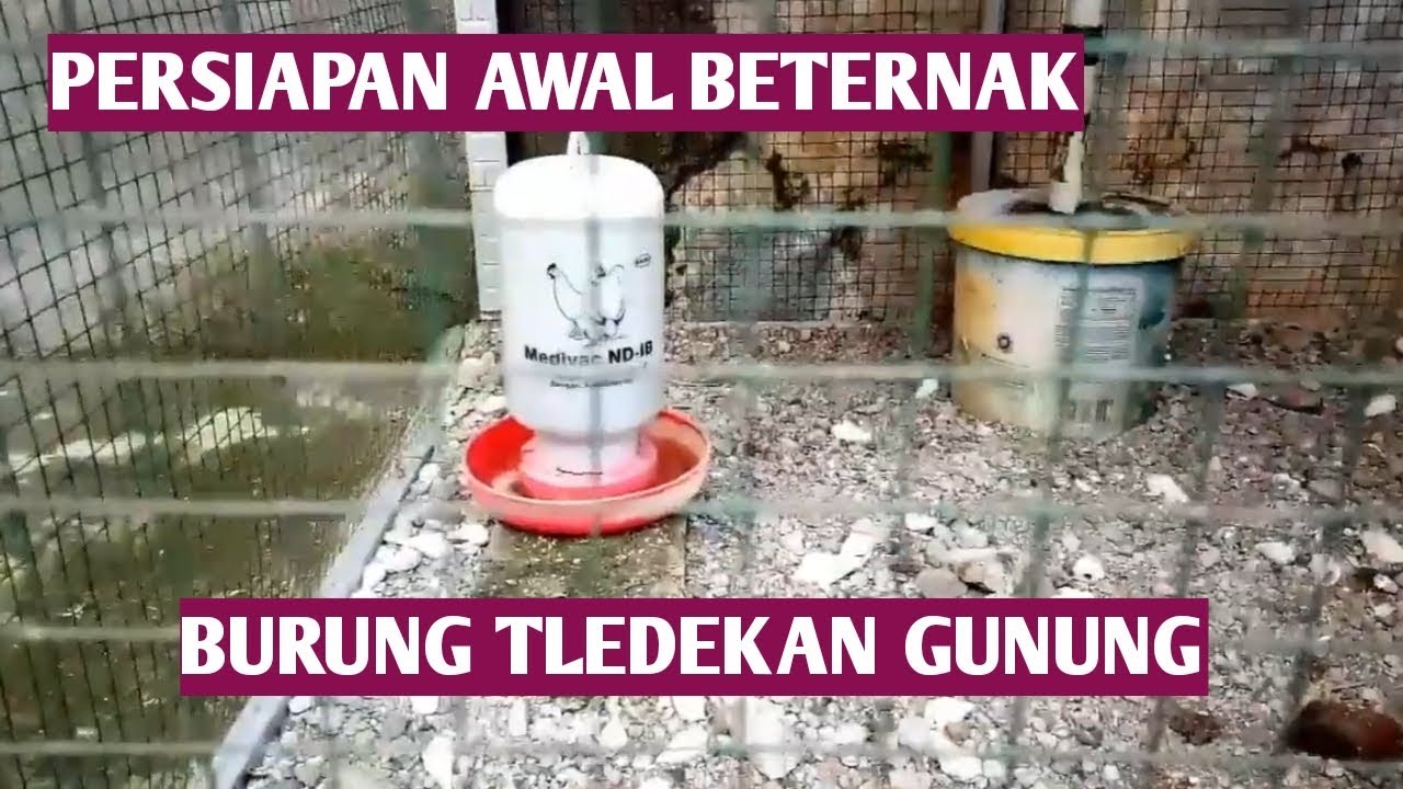 TERNAK TLEDEKAN GUNUNG Persiapan awal mulai 